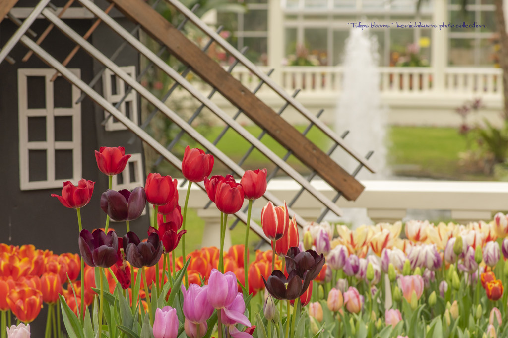 咲いたあー咲いたあー