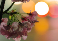 夜桜