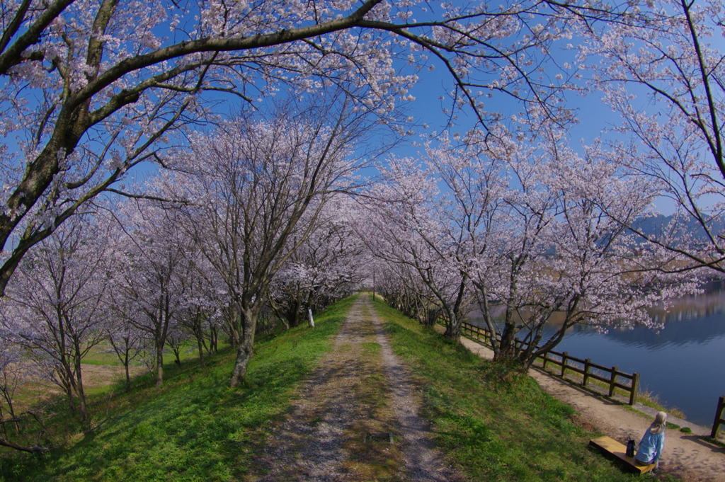 桜トンネル