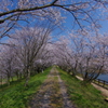 桜トンネル