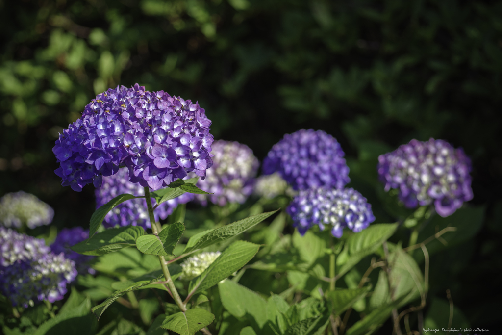 梅雨花