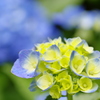 紫陽花