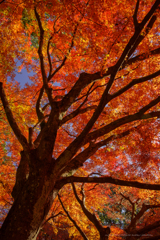 美しい秋は透き通る朱と橙と広がる枝そして青空