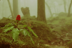 霧の森のマムシ草
