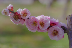 大宰府天満宮は盛り也