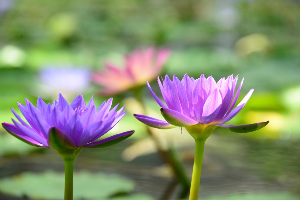 ハスの花のおしゃべり