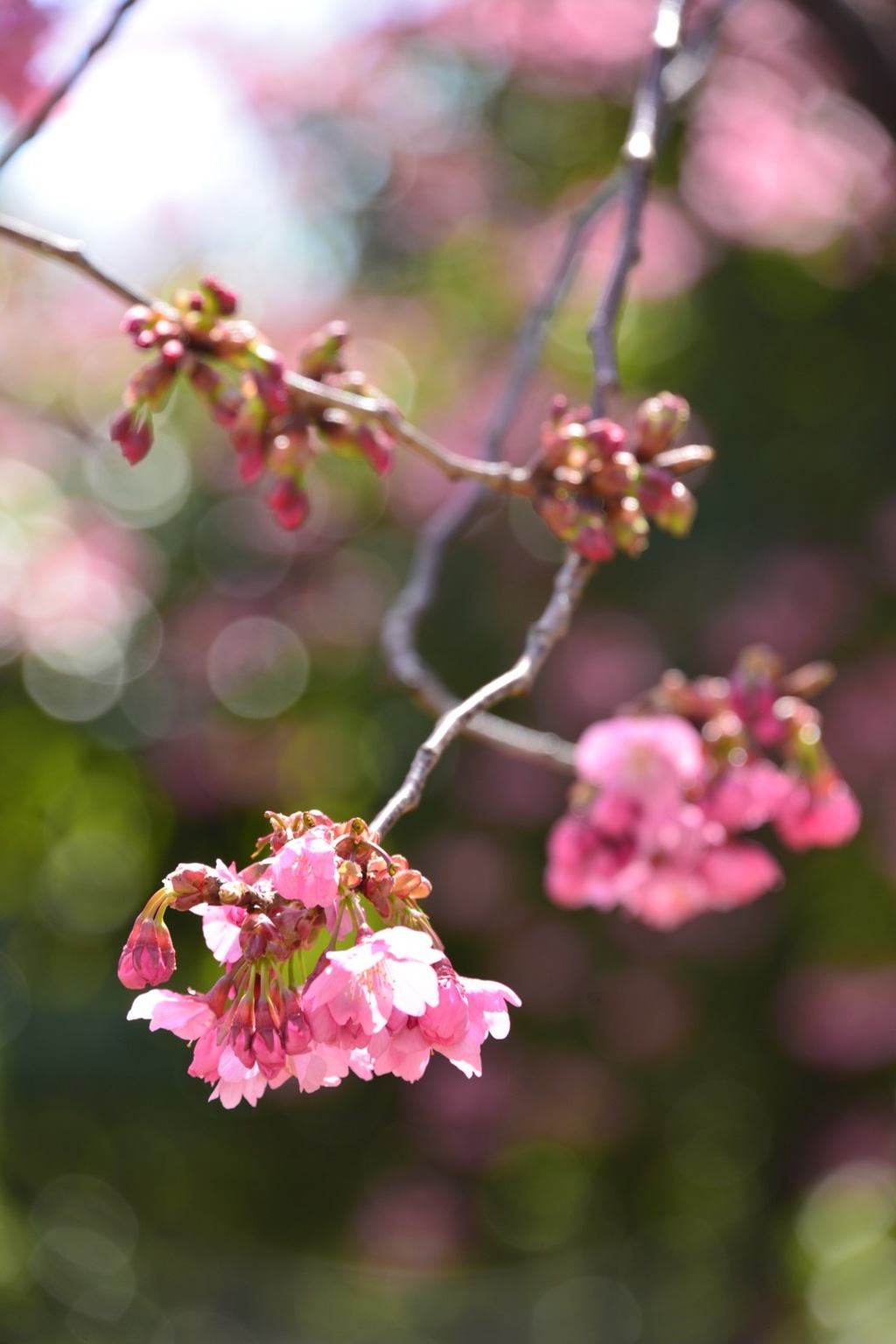 枝垂れ桜