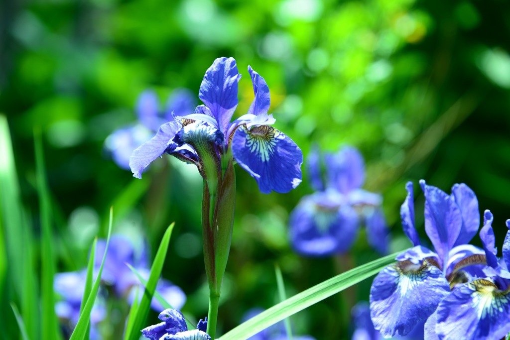 今日は端午の節句 菖蒲の花