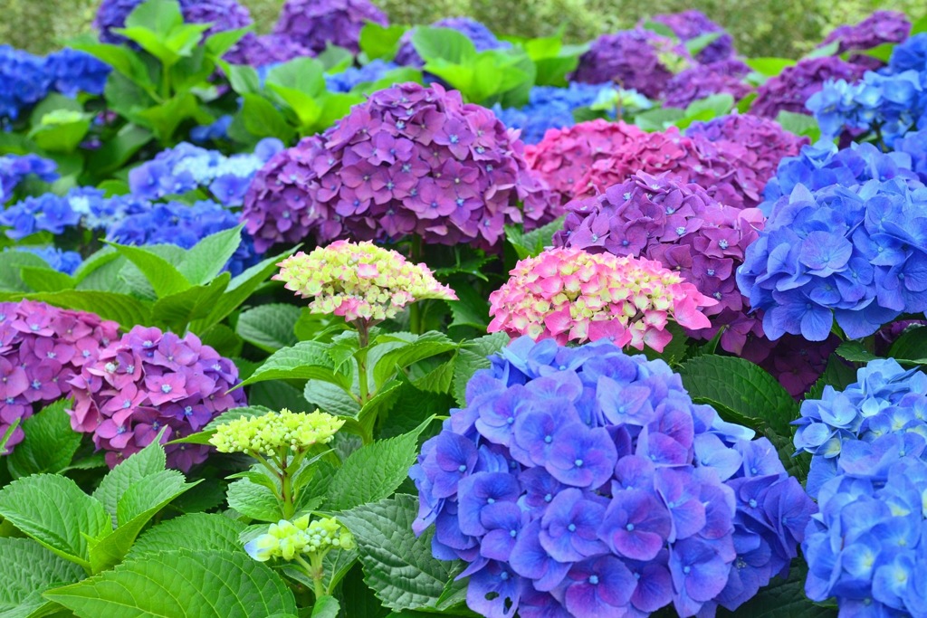 寄せる波のように  紫陽花2018