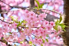 河津桜の鮮やかさ