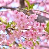河津桜の鮮やかさ