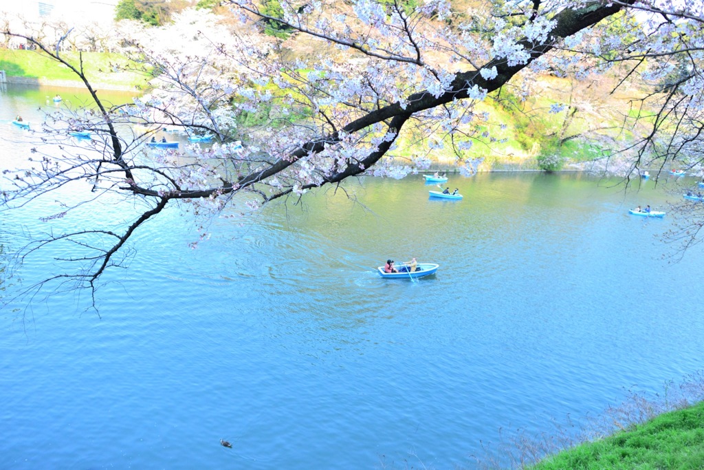 空色の千鳥ヶ淵