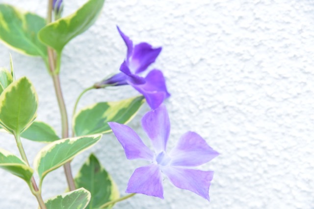 爽やかな ツル桔梗  