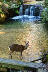 宮島、紅葉谷公園での鹿との出会い