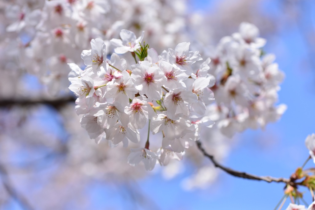 やっと満開になったよ！2017桜