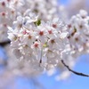 やっと満開になったよ！2017桜