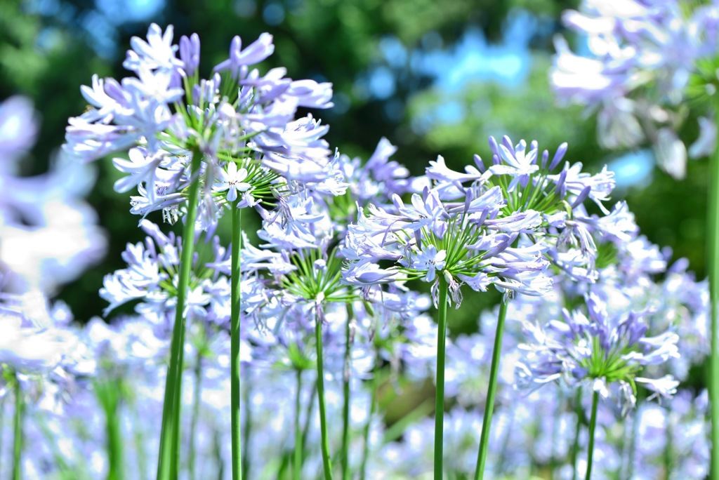 薄紫色の花畑