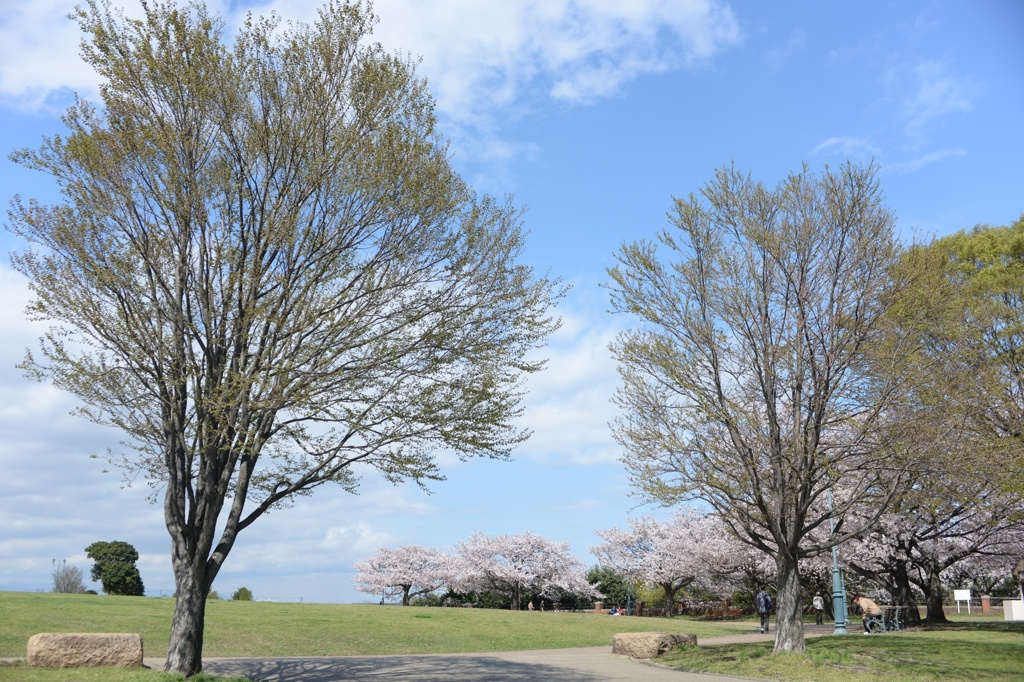 根岸森林公園の桜風景