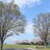 根岸森林公園の桜風景
