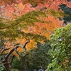 紅葉を愛でる着物3人組　縦構図