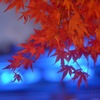 鎌倉 長谷寺のライトアップ