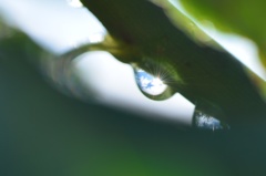 雫の中に、青空 雨上がり