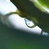 雫の中に、青空 雨上がり