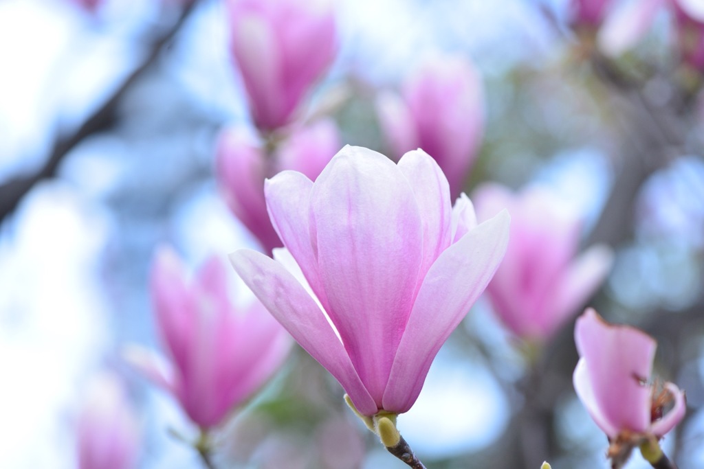 紅いモクレンの花