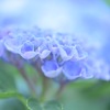 ふんわり紫陽花