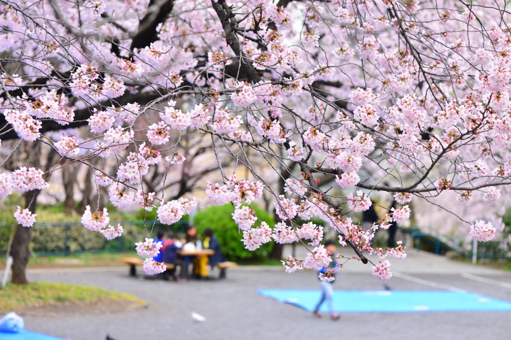 桜の下で