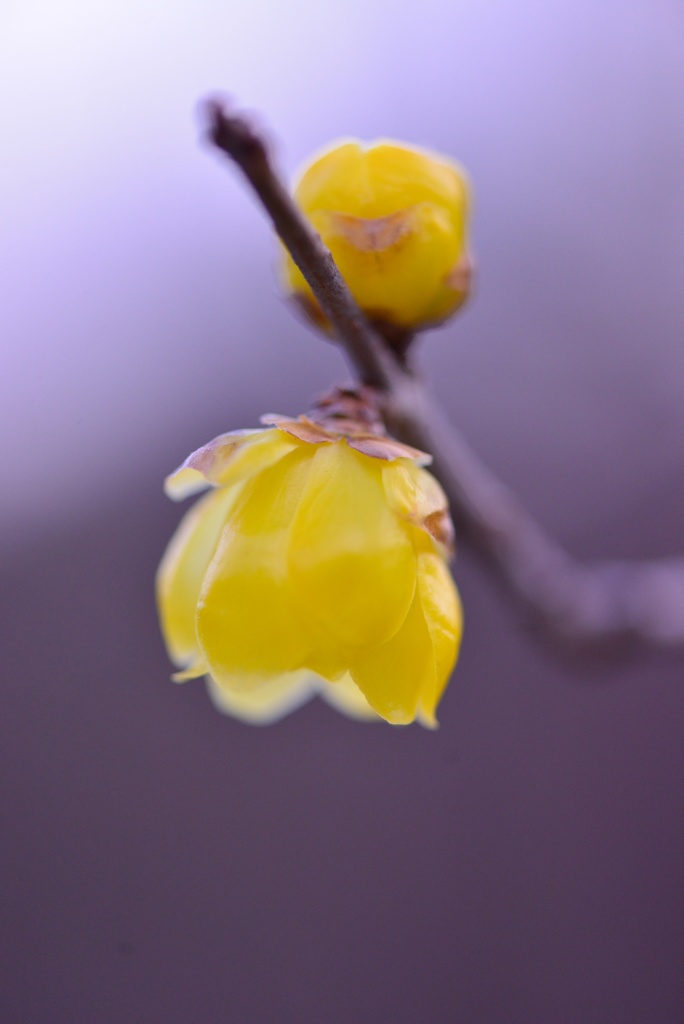 早春を告げる花  蝋梅 