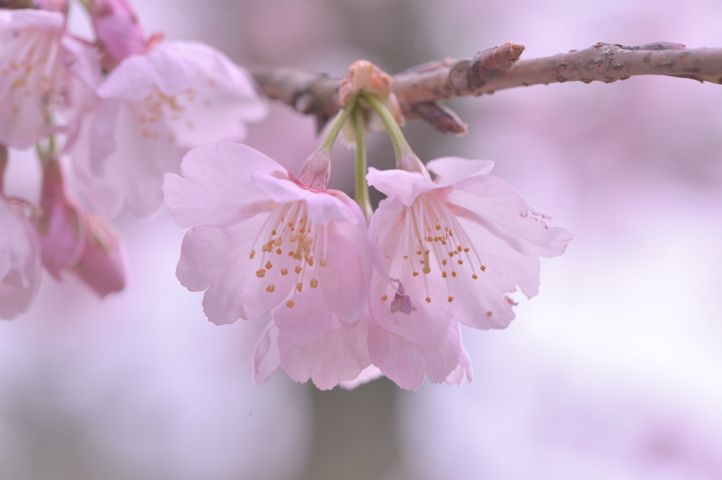 早咲きの桜　