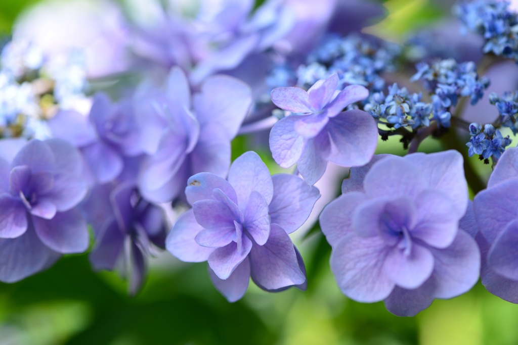 紫陽花の気品
