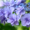 紫陽花の気品