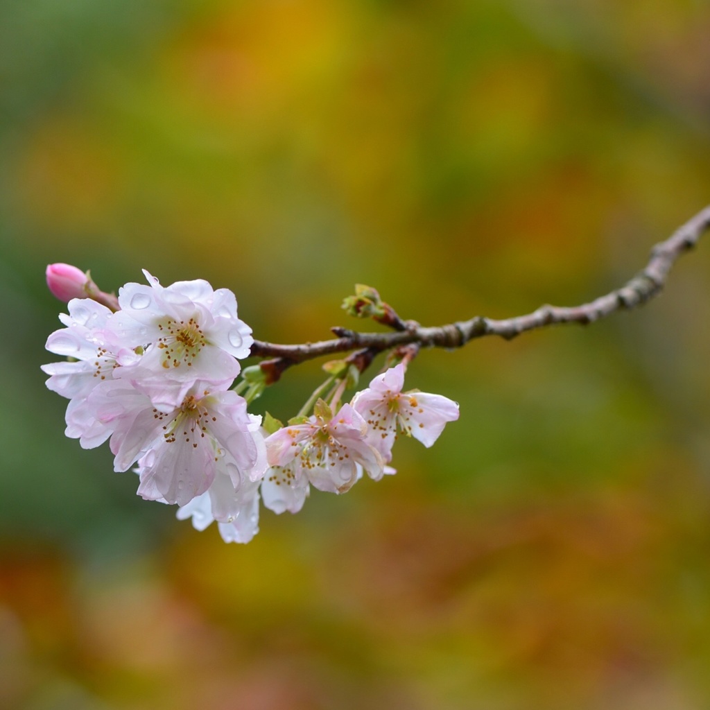 紅葉の中に十月桜