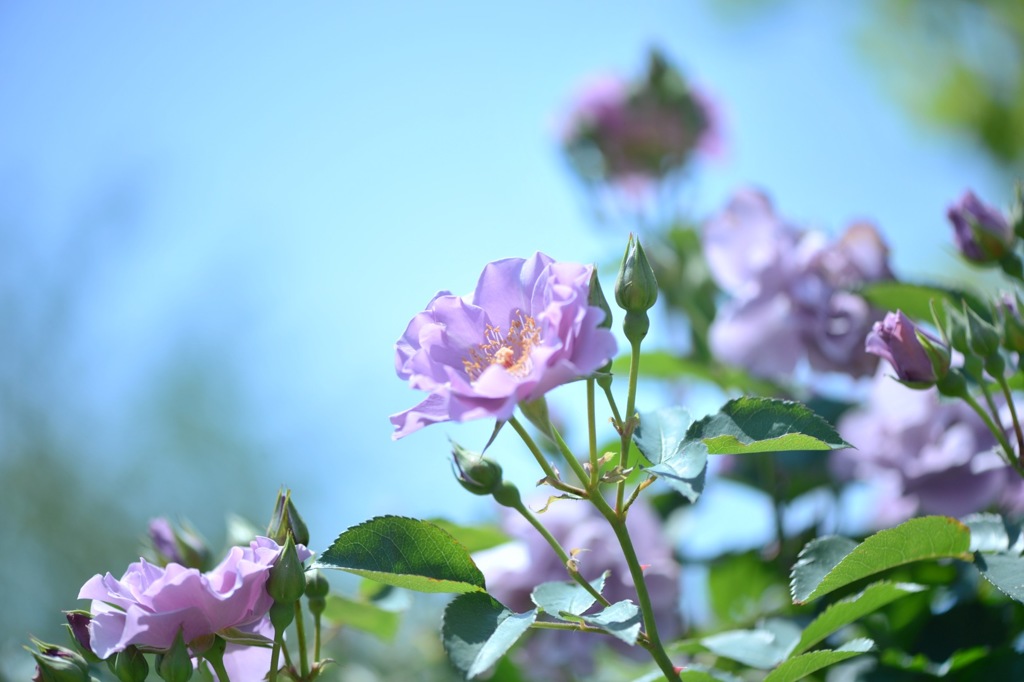 5月のバラ  2