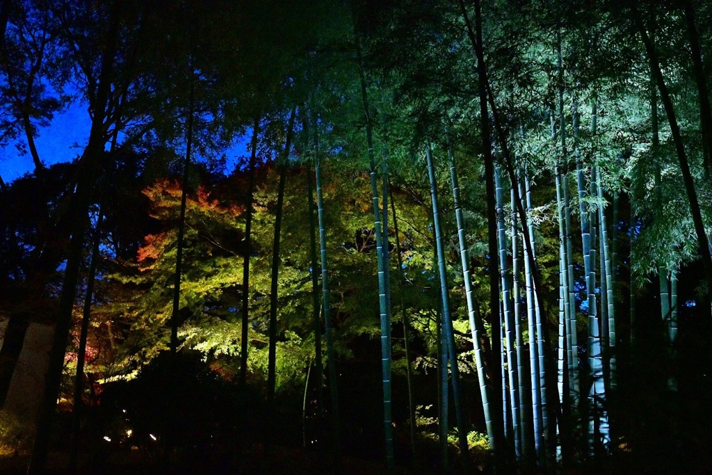 冬の夕暮れ 竹のライトアップ