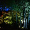 冬の夕暮れ 竹のライトアップ