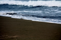 浜辺の鳥。