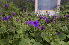 三陽メディアフラワーミュージアム