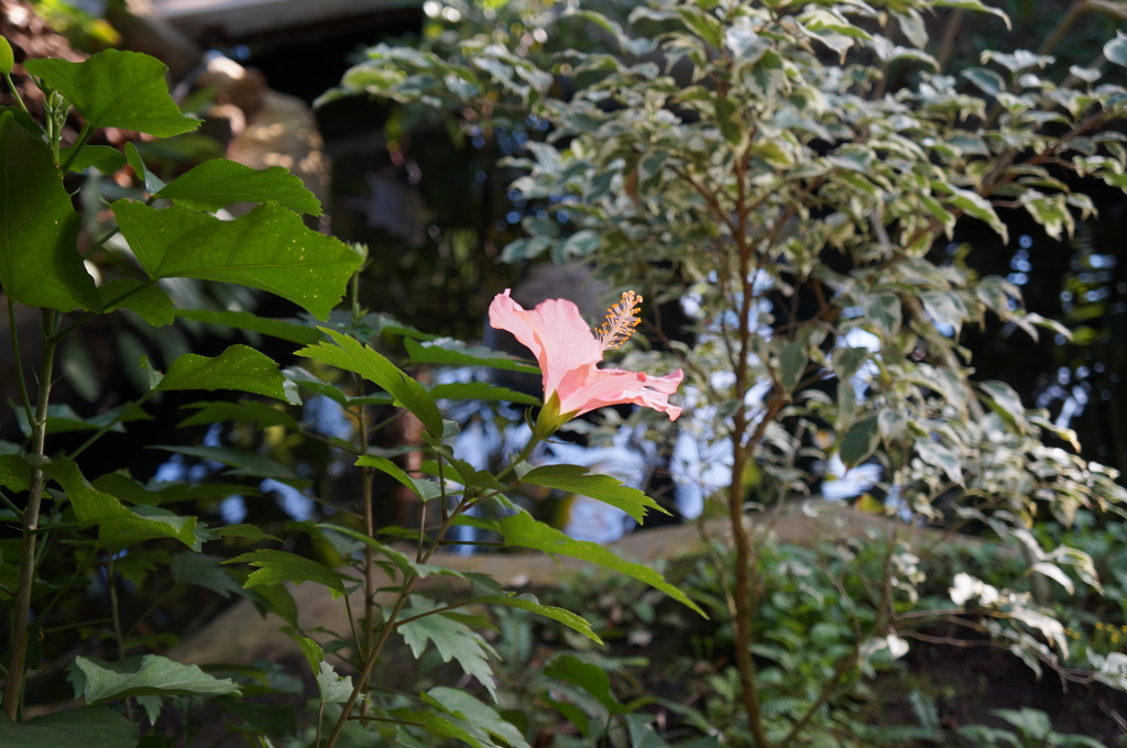 三陽メディアフラワーミュージアム