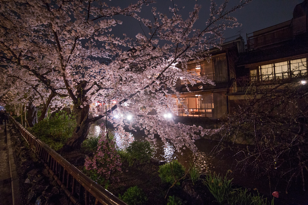 雨の高瀬川①