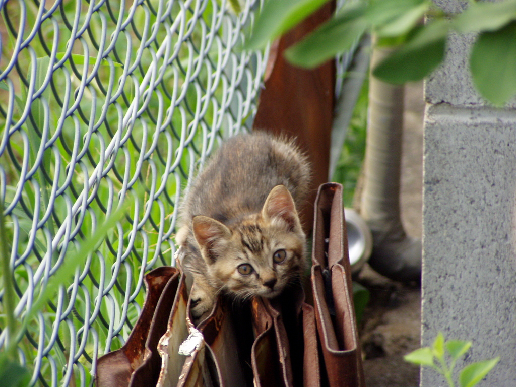 野良猫の子猫