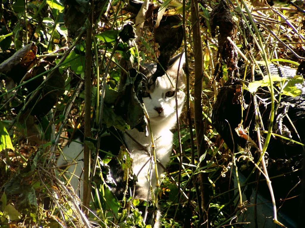 草むらから私を監視する愚かなねこ