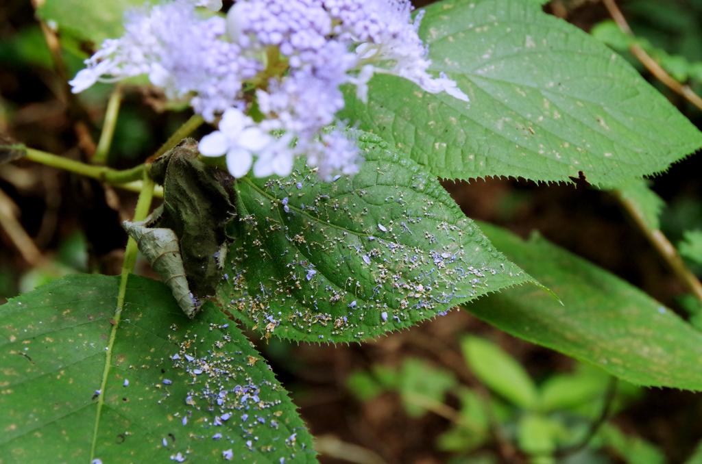 カミキリムシが食い荒らした花