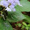 カミキリムシが食い荒らした花
