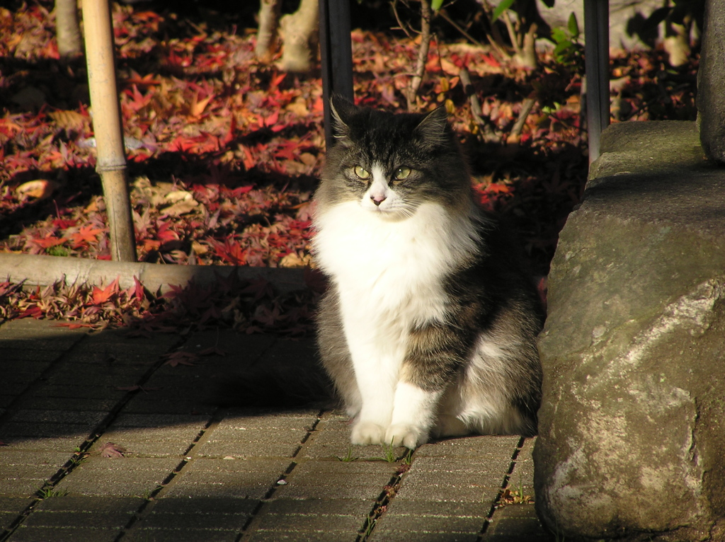 西日を浴びながら遠くを見つめるねこ