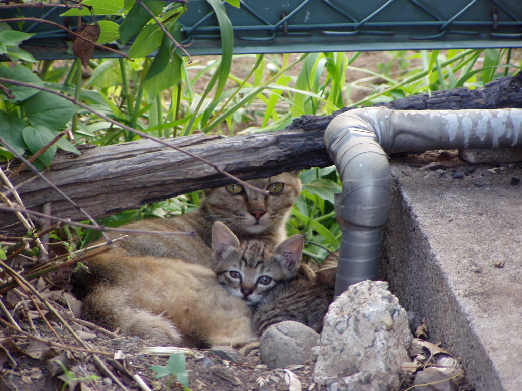 野良猫