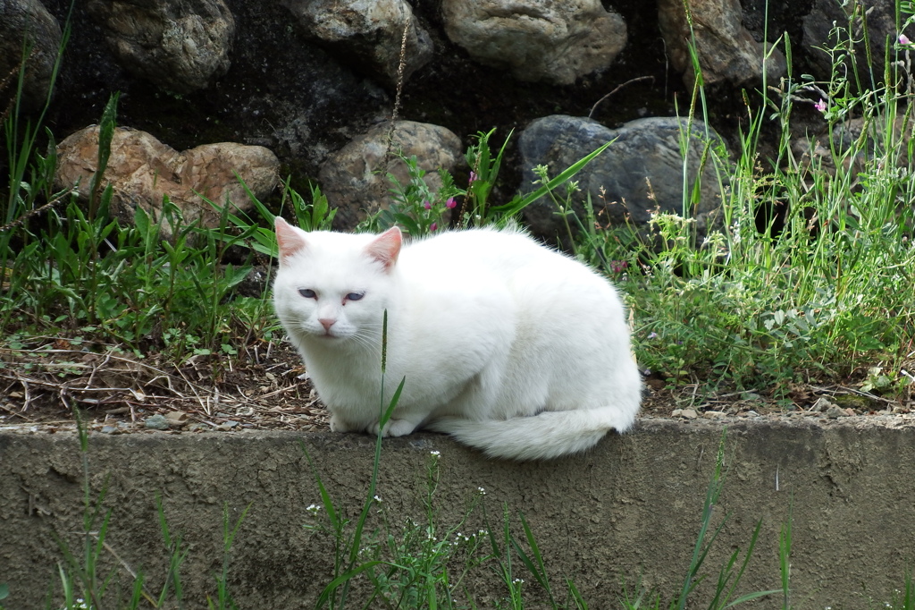 不安定な場所でくつろぐねこ