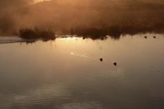 12月の川面に朝靄が立ち込めて鳥は寒中水泳をする